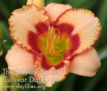 Strawberry Border AHS image