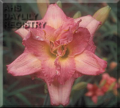Strawberry Cream Cupcake AHS image