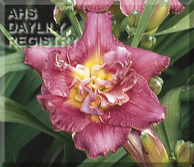 Strawberry Truffle AHS image