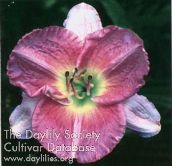 Sugar Chalice AHS image