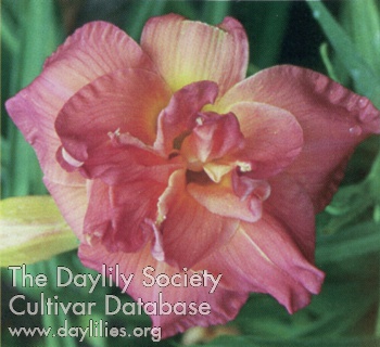 Summer Nectar AHS image
