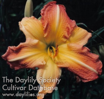 Susanna's Delight AHS image