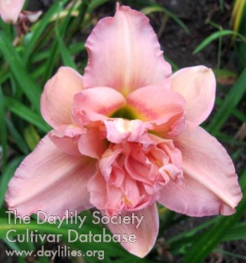 Sweet Joyce AHS image