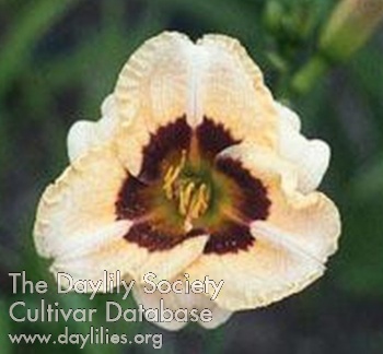 Sweetie Darling AHS image
