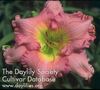 Symmetry in Ruffles AHS image