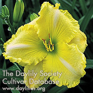 Symmetry in Yellow AHS image
