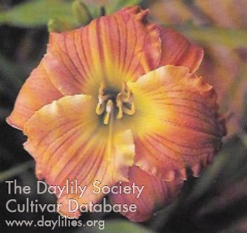 Tawny Gold AHS image