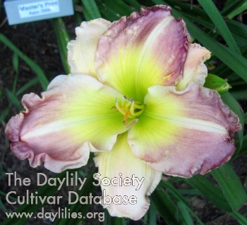 Texas Bicolor Beauty AHS image