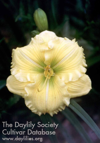 Texas Delight AHS image