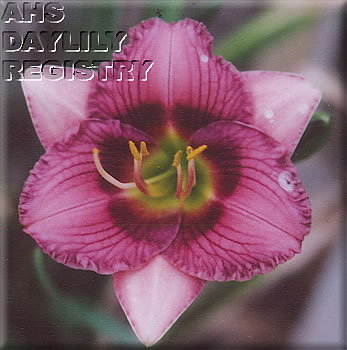 Texas Excitement AHS image