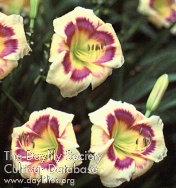 Thistle Trace AHS image