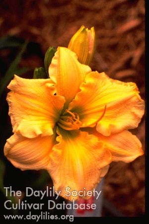 Topguns April's Choice AHS image