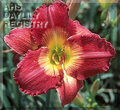 Topguns Arkansas Traveler AHS image