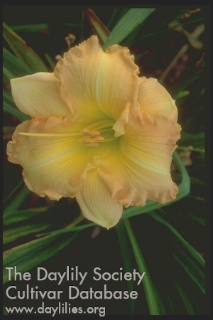 Topguns Butterscotch Ruffles AHS image
