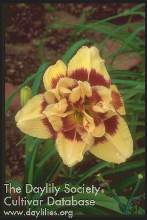 Topguns Double Wonder AHS image