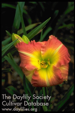 Topguns Estelle Bushyhead AHS image