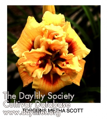 Topguns Metha Scott AHS image