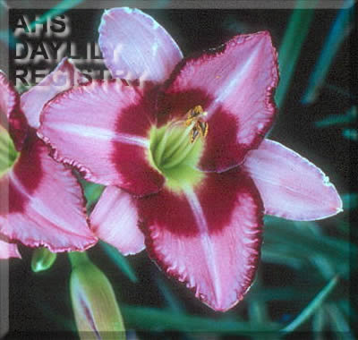 Topguns Vera Sanders AHS image