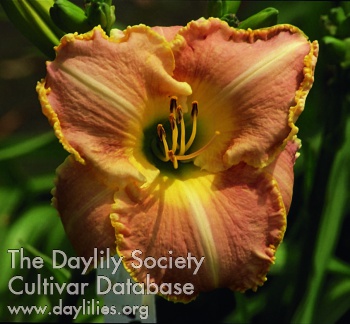 Tropical Triumph AHS image