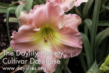 True Pink Beauty AHS image