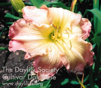 Tuscawilla Pink Joe AHS image
