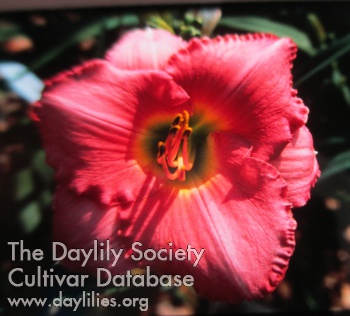 Twilight Rose AHS image