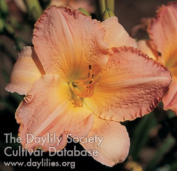 Upper Class Pastel AHS image