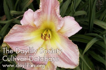 Valley Valentine AHS image