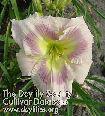 Veined Envy AHS image