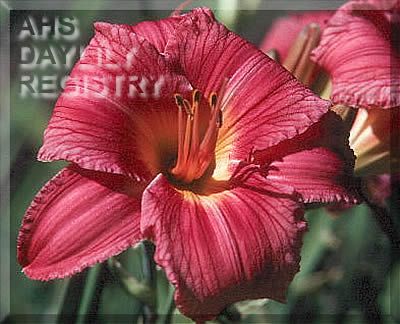 Zulu Pink July AHS image