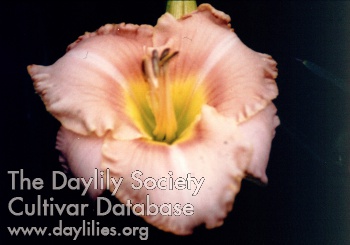 Bubba's Pacific Pearl AHS image