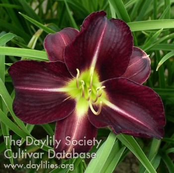Velvet Star AHS image