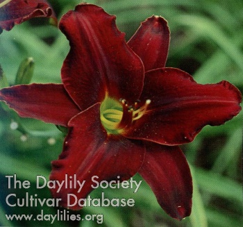 Velvet Venus AHS image
