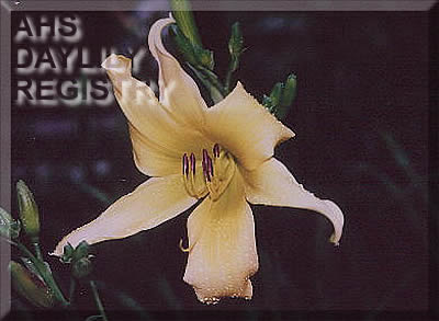 Viva La Difference AHS image