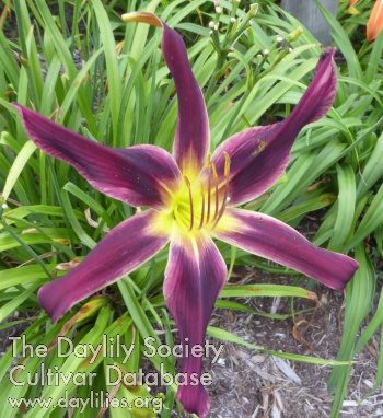 Watchyl Purple Pinstripe AHS image