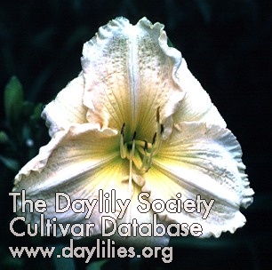 Wendell's Wonder AHS image