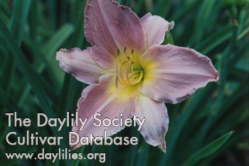 What a Dandy AHS image