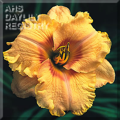 Wide Eyed Wanderer AHS image