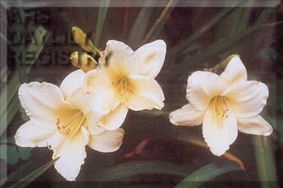 Wings of Compassion AHS image