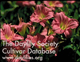 Woodside Bouquet AHS image