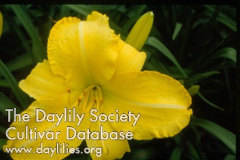 Yellow Glory Be AHS image