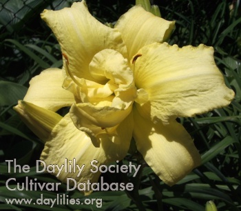 Yellow Twain AHS image