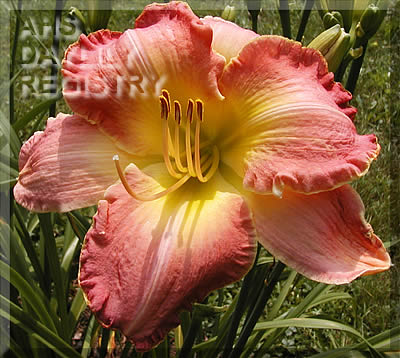 Zinta AHS image