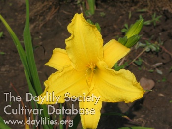 Across the Miles daylily bloom