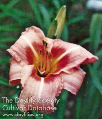 Appassionata AHS image