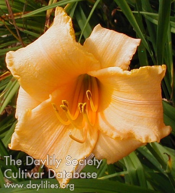 Apricot Angel