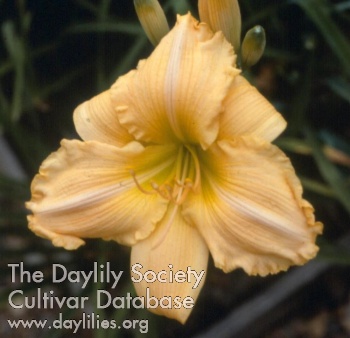 Apricot Belle
