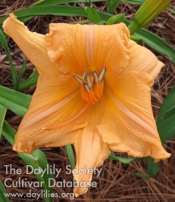 Apricot Charmer