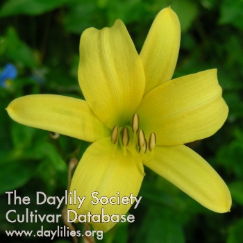 Autumn Daffodil
