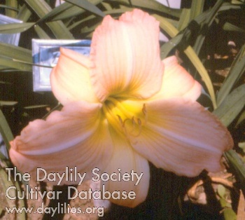 Bayou Pink AHS image